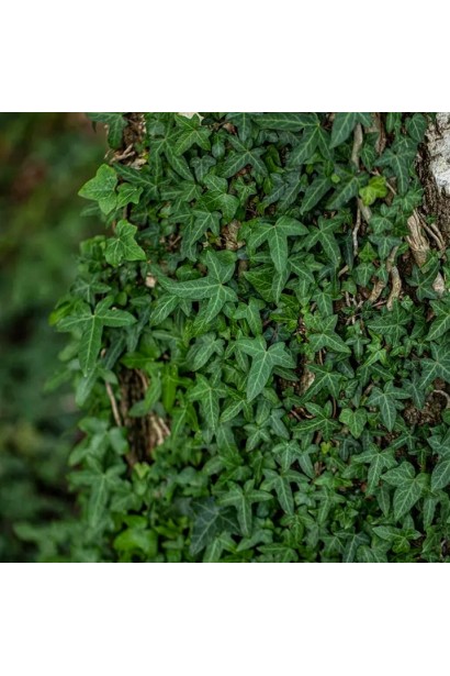 Вічнозелена, повзуча рослина - Плющ звичайний ’Сагіттіфолія’